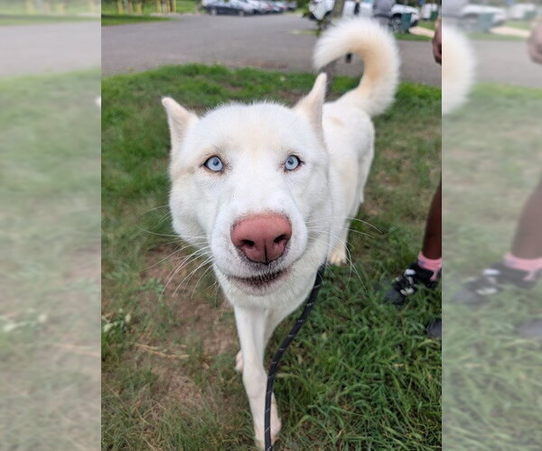 Medium Photo #1 Siberian Husky Puppy For Sale in Forestville, MD, USA