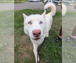 Small Siberian Husky