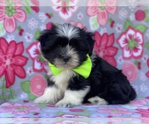 Havanese Puppy for sale in LANCASTER, PA, USA
