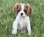 Small #3 Cavalier King Charles Spaniel