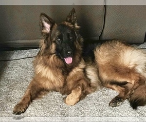 Mother of the German Shepherd Dog puppies born on 12/22/2019