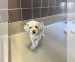 Small Lhasa Apso Mix