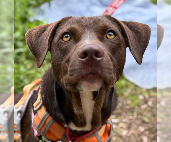 Medium Photo #2 Chocolate Labrador retriever-Unknown Mix Puppy For Sale in Canton, CT, USA