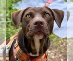 Small #1 Chocolate Labrador retriever Mix