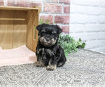 Small #5 Schnauzer (Miniature)