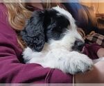 Small Photo #2 Border Collie-Sheepadoodle Mix Puppy For Sale in MARATHON, WI, USA