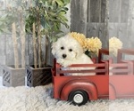 Small Photo #3 Bichpoo Puppy For Sale in CANOGA, NY, USA