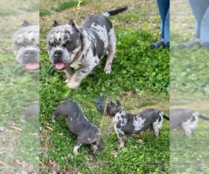 American Bully Puppy for sale in MACON, MS, USA