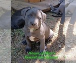 Small #20 American Pit Bull Terrier