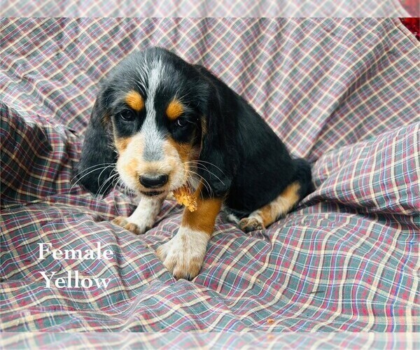Medium Photo #1 Bernedoodle-Bluetick Coonhound Mix Puppy For Sale in RINGTOWN, PA, USA