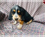 Puppy 6 Bernedoodle-Bluetick Coonhound Mix