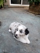 Small Photo #4 Australian Shepherd Puppy For Sale in KERRVILLE, TX, USA