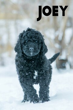 Medium Photo #11 Labradoodle-Poodle (Standard) Mix Puppy For Sale in SAINT CLOUD, MN, USA