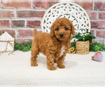 Small #6 Cavapoo (Miniature)