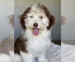 Small Photo #4 Havanese Puppy For Sale in IDEAL, GA, USA