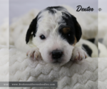 Puppy Dexter Bernedoodle (Miniature)