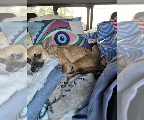 Medium Photo #9 Chihuahua-Unknown Mix Puppy For Sale in New York, NY, USA