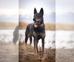 Small #6 German Shepherd Dog Mix