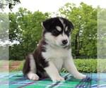 Small Photo #2 Siberian Husky Puppy For Sale in MERCERSBURG, PA, USA