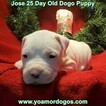 Small #225 Dogo Argentino