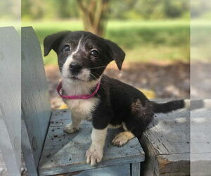 Dachshund-Unknown Mix Dogs for adoption in Wakefield, RI, USA