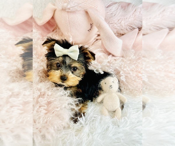 Medium Photo #15 Morkie Puppy For Sale in MIAMI BEACH, FL, USA