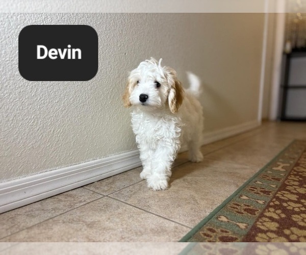 Medium Photo #2 Poovanese Puppy For Sale in TUCSON, AZ, USA