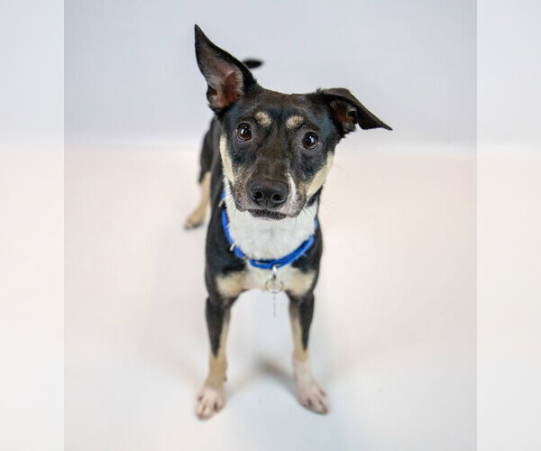 Medium Photo #7 Jack-Rat Terrier Puppy For Sale in Kennesaw, GA, USA