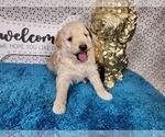 Small Photo #14 Goldendoodle mix (+ Poodle Toy) Puppy For Sale in BLACK FOREST, CO, USA