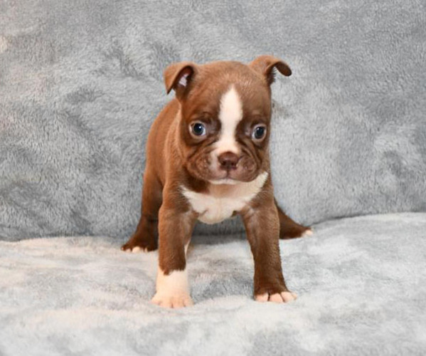 Medium Photo #6 Boston Terrier Puppy For Sale in HOMINY, OK, USA