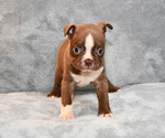 Small Photo #6 Boston Terrier Puppy For Sale in HOMINY, OK, USA