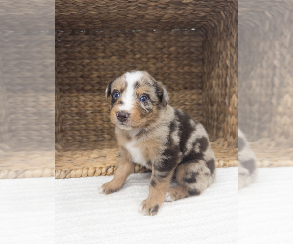 Medium Photo #6 Australian Shepherd Puppy For Sale in UNIONVILLE, IA, USA
