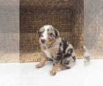 Small #5 Australian Shepherd