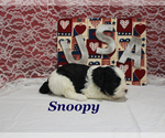 Small #9 Cavapoo