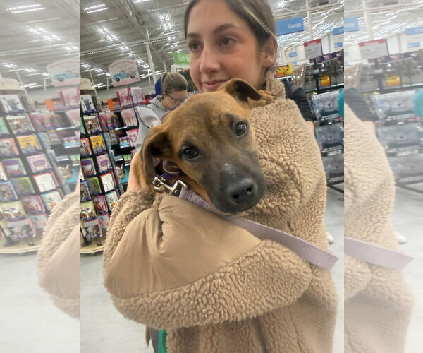 Medium Photo #10 Black Mouth Cur-Unknown Mix Puppy For Sale in Gilberts, IL, USA