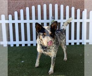Medium Australian Cattle Dog