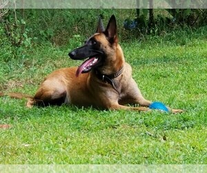 Mother of the Belgian Malinois puppies born on 06/12/2019