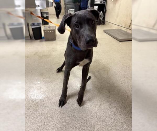 Medium Photo #1 Great Dane Puppy For Sale in Riverside, CA, USA