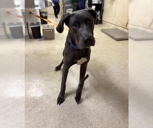 Great Dane Dogs for adoption in Riverside, CA, USA