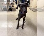 Small Great Dane