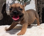 Small #4 French Bulldog