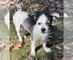 Small Photo #4 Havashu Puppy For Sale in Greensboro, NC, USA