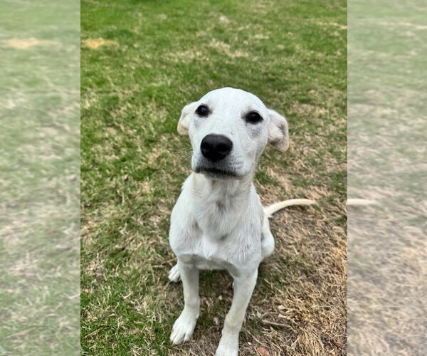 Medium Photo #3 Labrador Retriever-Unknown Mix Puppy For Sale in Boston, MA, USA