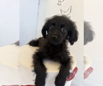 Small #2 Colonial Cocker Spaniel-Poodle (Miniature) Mix