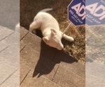 Small Photo #23 Siberian Husky Puppy For Sale in JOPLIN, MO, USA