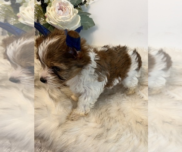 Medium Photo #5 Yorkshire Terrier Puppy For Sale in KELLER, TX, USA
