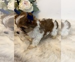 Small #4 Yorkshire Terrier