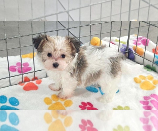 Medium Photo #12 Papitese Puppy For Sale in ORO VALLEY, AZ, USA