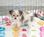 Josie - Female Papitese Puppy for Sale - Photo #12