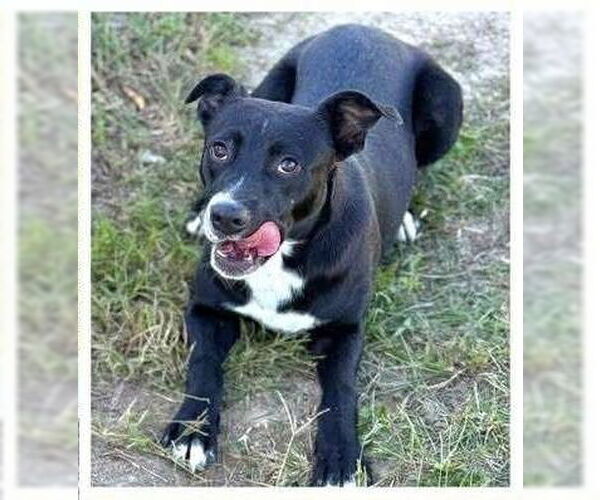 Medium Photo #2 Labrador Retriever-Unknown Mix Puppy For Sale in Brewster, NY, USA